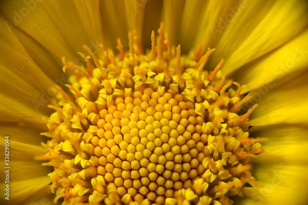 Fototapeta macro of disk floret of yellow daisy