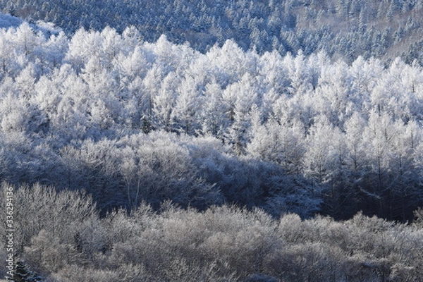 Fototapeta 樹氷、霧氷、寒い朝、北海道、森、自然、冬、風景、木、雪、雪景色、山、森林、緑、植物、朝、雪山、林、氷、冬景色、自然現象、早朝、霜、樹木、新緑、冬の朝、寒い、日本、壁紙、積雪、白色、緑色、背景、バックグラウンド、模様、素材、背景素材、コピースペース、気象、冷たい、景色、屋外、エゾマツ、トドマツ、松