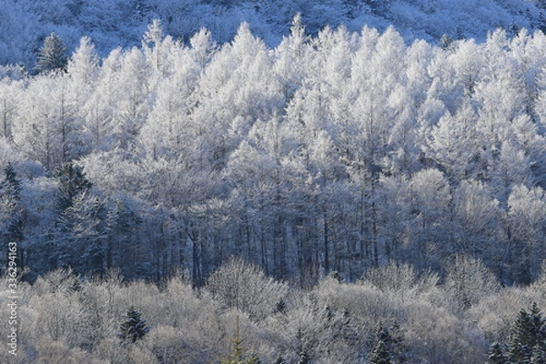 Fototapeta 樹氷、霧氷、寒い朝、北海道、森、自然、冬、風景、木、雪、雪景色、山、森林、緑、植物、朝、雪山、林、氷、冬景色、自然現象、早朝、霜、樹木、新緑、冬の朝、寒い、日本、壁紙、積雪、白色、緑色、背景、バックグラウンド、模様、素材、背景素材、コピースペース、気象、冷たい、景色、屋外、エゾマツ、トドマツ、松