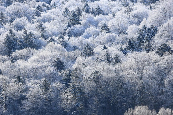 Fototapeta 樹氷、霧氷、寒い朝、北海道、森、自然、冬、風景、木、雪、雪景色、山、森林、緑、植物、朝、雪山、林、氷、冬景色、自然現象、早朝、霜、樹木、新緑、冬の朝、寒い、日本、壁紙、積雪、白色、緑色、背景、バックグラウンド、模様、素材、背景素材、コピースペース、気象、冷たい、景色、屋外、エゾマツ、トドマツ、松