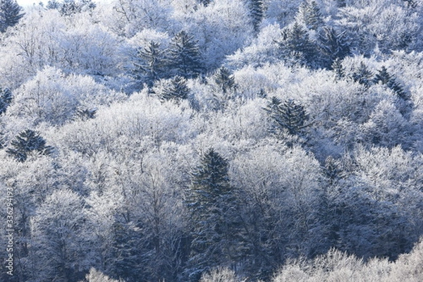 Fototapeta 樹氷、霧氷、寒い朝、北海道、森、自然、冬、風景、木、雪、雪景色、山、森林、緑、植物、朝、雪山、林、氷、冬景色、自然現象、早朝、霜、樹木、新緑、冬の朝、寒い、日本、壁紙、積雪、白色、緑色、背景、バックグラウンド、模様、素材、背景素材、コピースペース、気象、冷たい、景色、屋外、エゾマツ、トドマツ、松