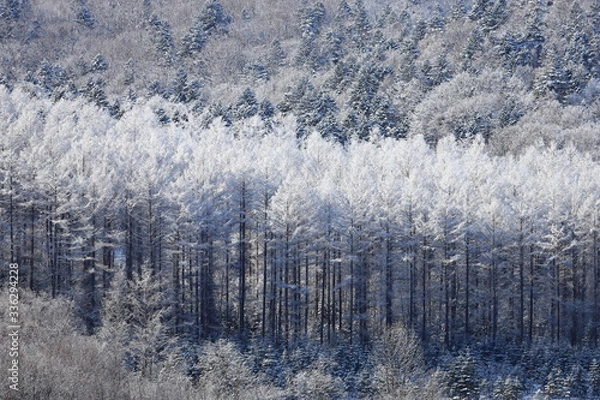 Fototapeta 樹氷、霧氷、寒い朝、北海道、森、自然、冬、風景、木、雪、雪景色、山、森林、緑、植物、朝、雪山、林、氷、冬景色、自然現象、早朝、霜、樹木、新緑、冬の朝、寒い、日本、壁紙、積雪、白色、緑色、背景、バックグラウンド、模様、素材、背景素材、コピースペース、気象、冷たい、景色、屋外、エゾマツ、トドマツ、松