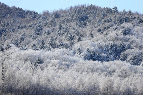 Fototapeta 樹氷、霧氷、寒い朝、北海道、森、自然、冬、風景、木、雪、雪景色、山、森林、緑、植物、朝、雪山、林、氷、冬景色、自然現象、早朝、霜、樹木、新緑、冬の朝、寒い、日本、壁紙、積雪、白色、緑色、背景、バックグラウンド、模様、素材、背景素材、コピースペース、気象、冷たい、景色、屋外、エゾマツ、トドマツ、松