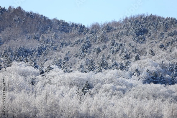 Fototapeta 樹氷、霧氷、寒い朝、北海道、森、自然、冬、風景、木、雪、雪景色、山、森林、緑、植物、朝、雪山、林、氷、冬景色、自然現象、早朝、霜、樹木、新緑、冬の朝、寒い、日本、壁紙、積雪、白色、緑色、背景、バックグラウンド、模様、素材、背景素材、コピースペース、気象、冷たい、景色、屋外、エゾマツ、トドマツ、松