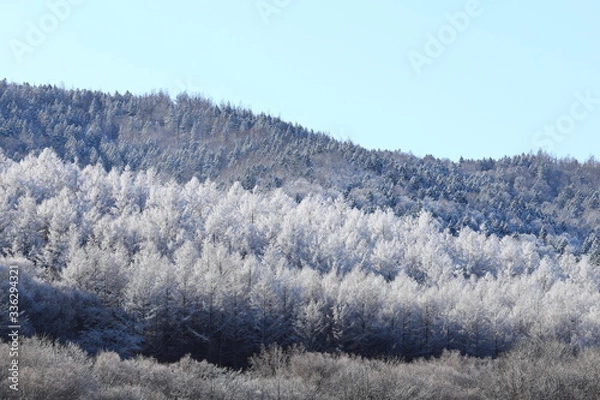 Fototapeta 樹氷、霧氷、寒い朝、北海道、森、自然、冬、風景、木、雪、雪景色、山、森林、緑、植物、朝、雪山、林、氷、冬景色、自然現象、早朝、霜、樹木、新緑、冬の朝、寒い、日本、壁紙、積雪、白色、緑色、背景、バックグラウンド、模様、素材、背景素材、コピースペース、気象、冷たい、景色、屋外、エゾマツ、トドマツ、松