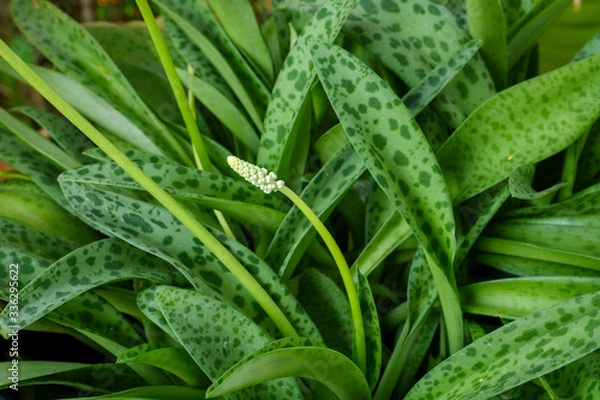 Obraz Drimiopsis maculata is commonly known as little white soldiers, African false hosta, African hosta and leopard plant.