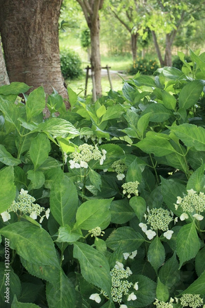 Fototapeta 紫陽花