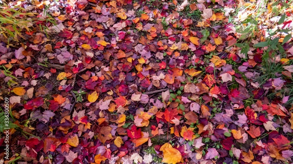 Obraz Path of colorful dead leaves from the middle of a peaceful Canadian forest during autumn.