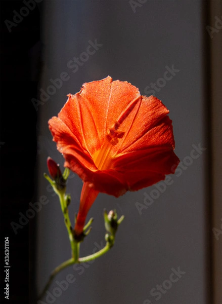 Obraz The close-up photo of an orange trumpet flower in the bright sunlight growing on the tip of a long vines.