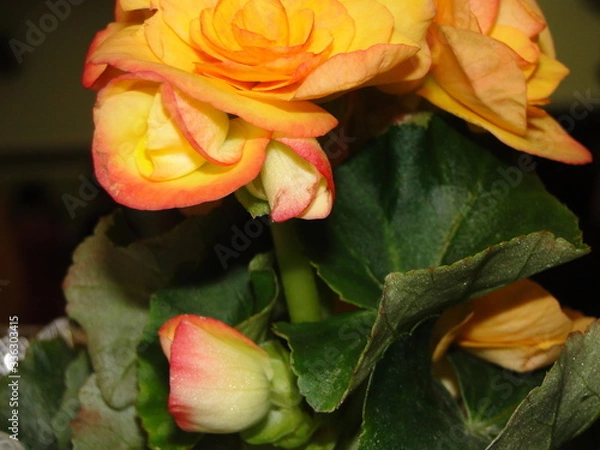 Fototapeta Decoração