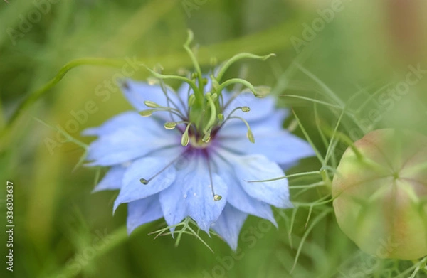 Fototapeta 蛇のような形をした花