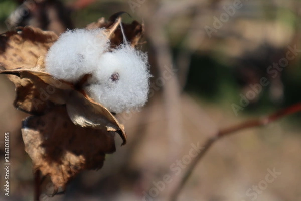 Fototapeta A clean white cotton ball that had broken out of its pod on the tree
 and it has a black seed inside.
