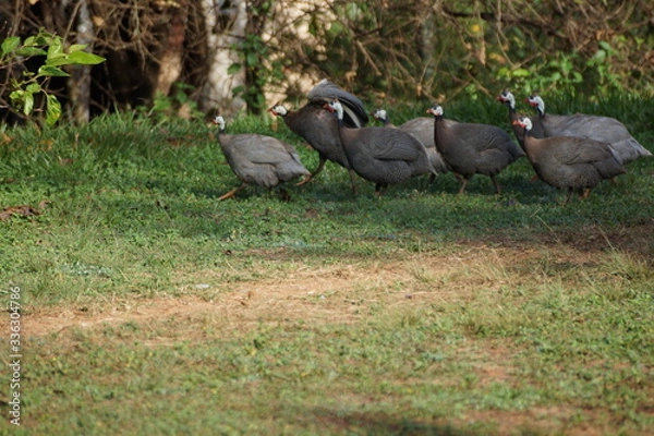 Fototapeta Decoração