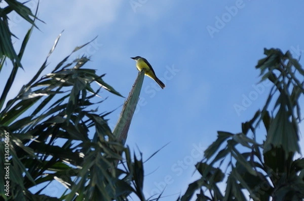 Fototapeta Decoração