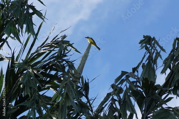 Fototapeta Decoração