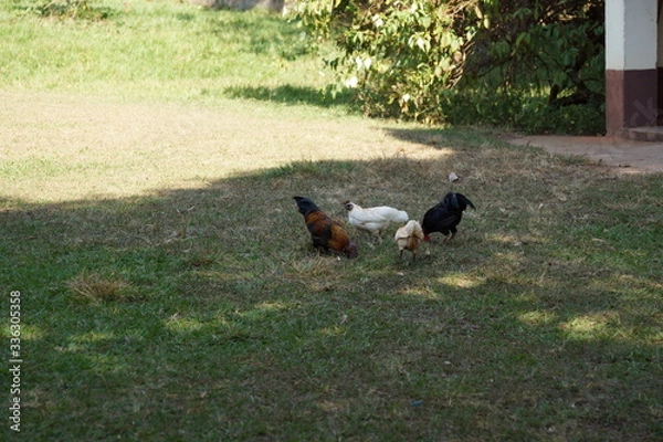 Fototapeta Decoração