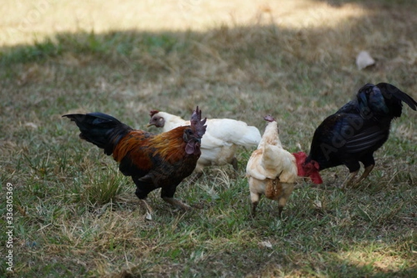 Fototapeta Decoração