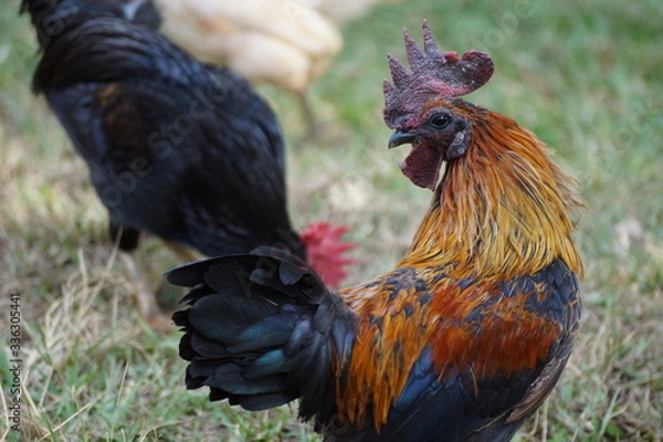 Fototapeta Decoração