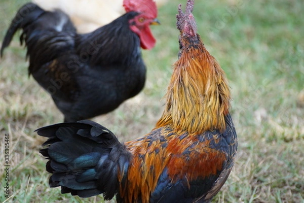 Fototapeta Decoração