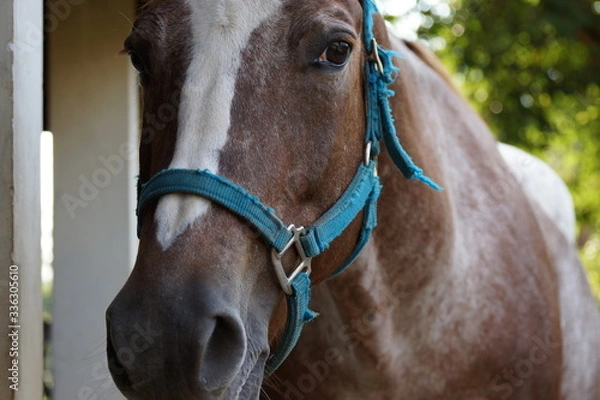 Fototapeta Decoração