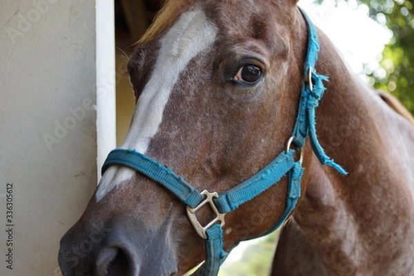 Fototapeta Decoração