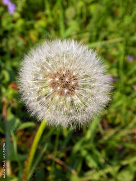 Fototapeta dandelion 3
