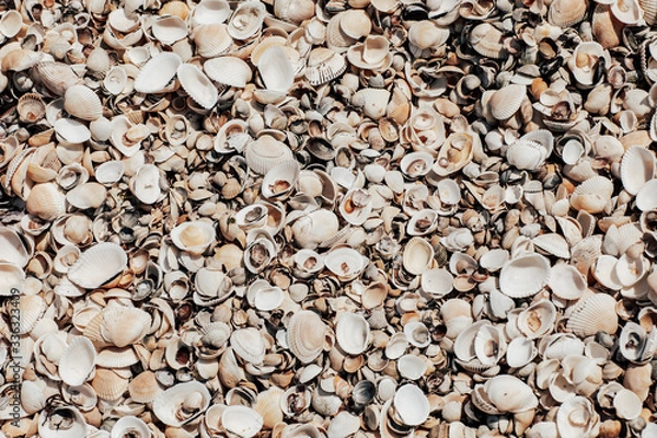 Fototapeta Sea sand shell rock light, texture