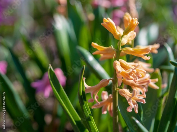 Obraz Multi-colored spring wildflowers. Spring flowering. spring background