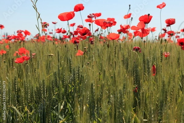 Obraz Mohnblumenfeld