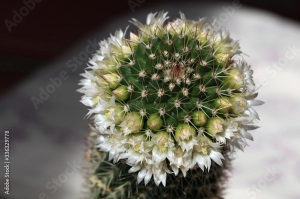 Obraz Kaktus mit Blumen