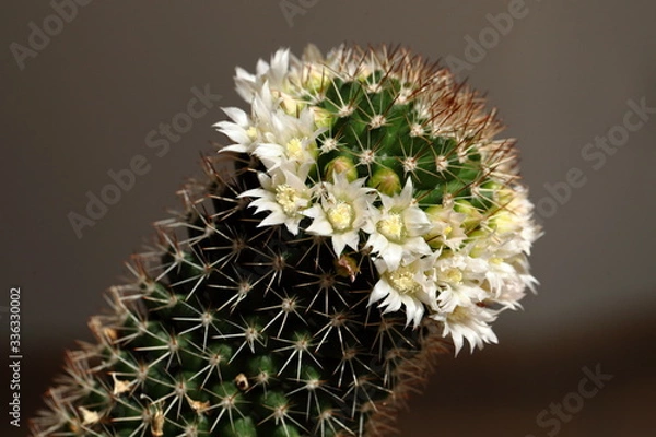 Obraz Kaktus mit Blumen