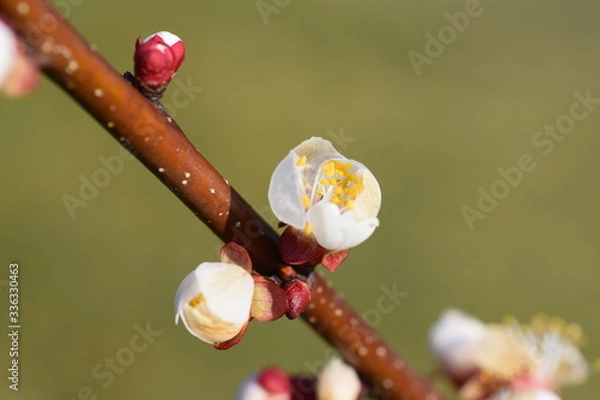 Obraz Marillenblüte