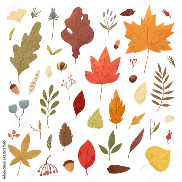Fototapeta Botanical autumn collection. Seasonal set of hand drawn colorful fallen leaves, twigs, berries, acorns, forest mushrooms, tree branches. Cartoon textured vector illustration in realistic style