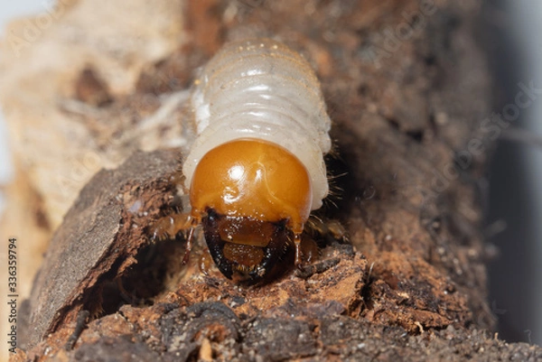 Obraz Holzwurm auf Rinde Marko 