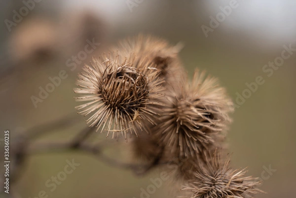 Obraz Klette im Herbst vertrocknet 