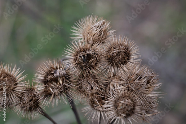 Obraz Klette mit unscharfem Hintergrund