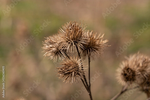 Obraz Klette im Herbst