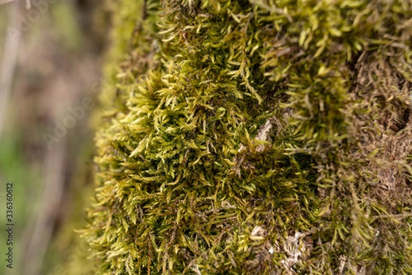 Obraz Moos om Frühling