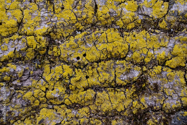 Obraz Baumrinde Borke grün braun