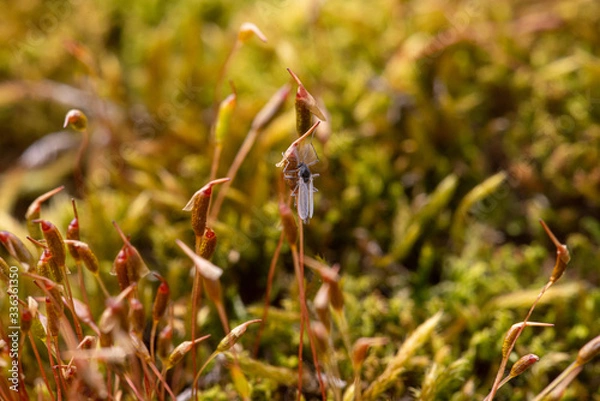 Obraz Moos Blüte Insekt
