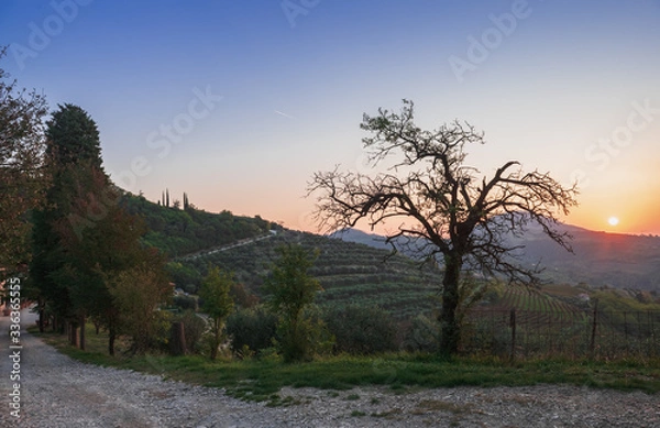 Obraz An old olive tree on the hillside. Sunrise. Italy. Soft focus, blurry background, deep shadows.
