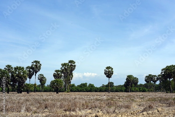 Fototapeta tree in the field