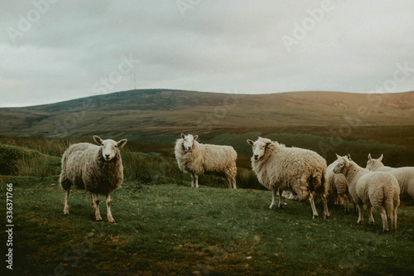 Obraz Góry Wicklow. Irlandia 