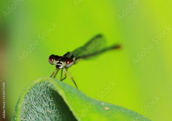 Fototapeta Macro picture of dragonfly in the nature