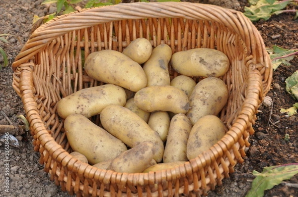 Obraz pommes de terre Belle de Fontenay