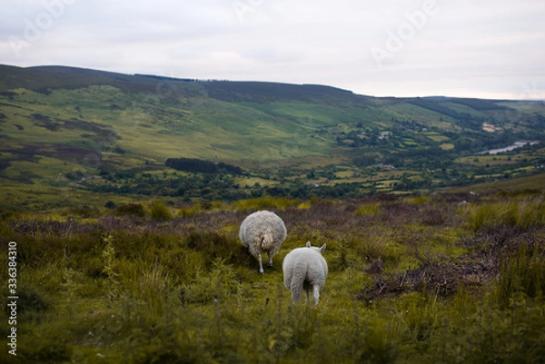 Obraz Wicklow Irlandia