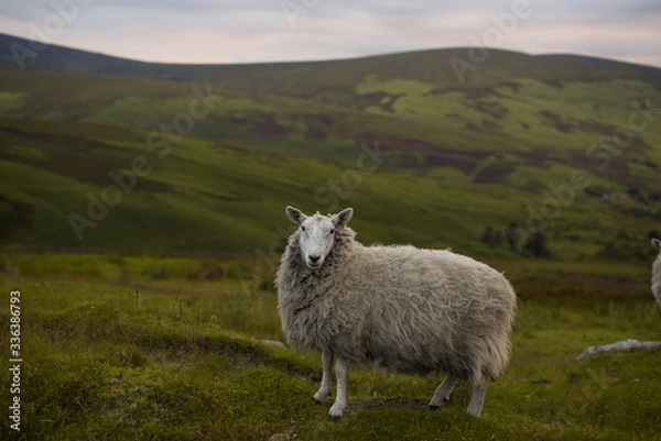 Obraz Wicklow. Irlandia