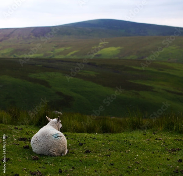 Obraz Irlandia. Wicklow