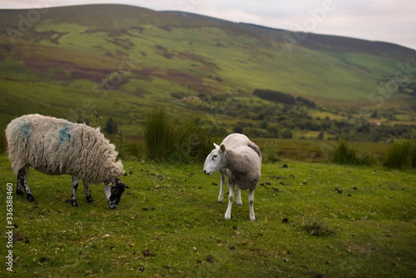 Obraz Wicklow Irlandia