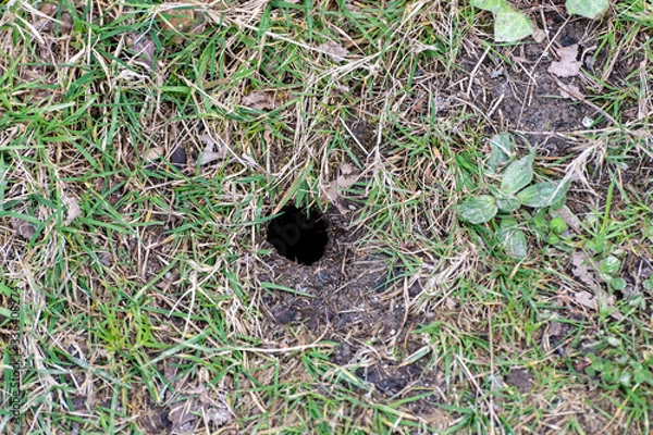 Obraz Bumblebee Nest in the ground
